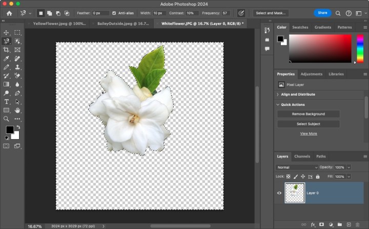 تمت إزالة الخلفية باستخدام أداة Lasso المغناطيسية.