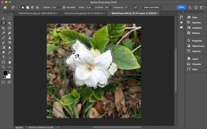 تم تحديد الموضوع باستخدام أداة Lasso المغناطيسية.