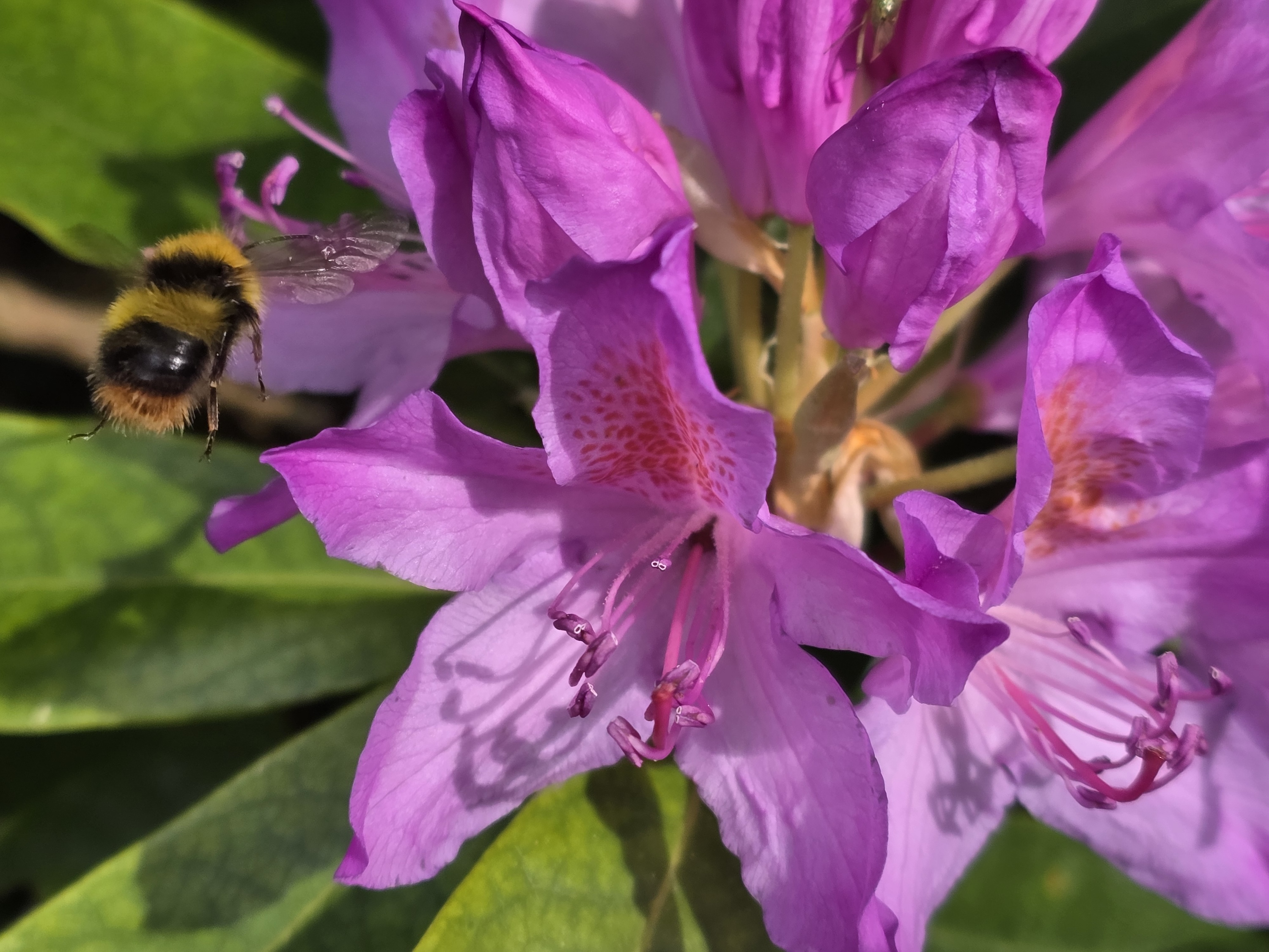 صورة تم التقاطها باستخدام تكبير الجودة البصرية من Samsung Galaxy S25 Edge.
