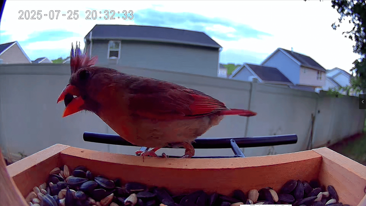TT Nature Bird Feeder 4