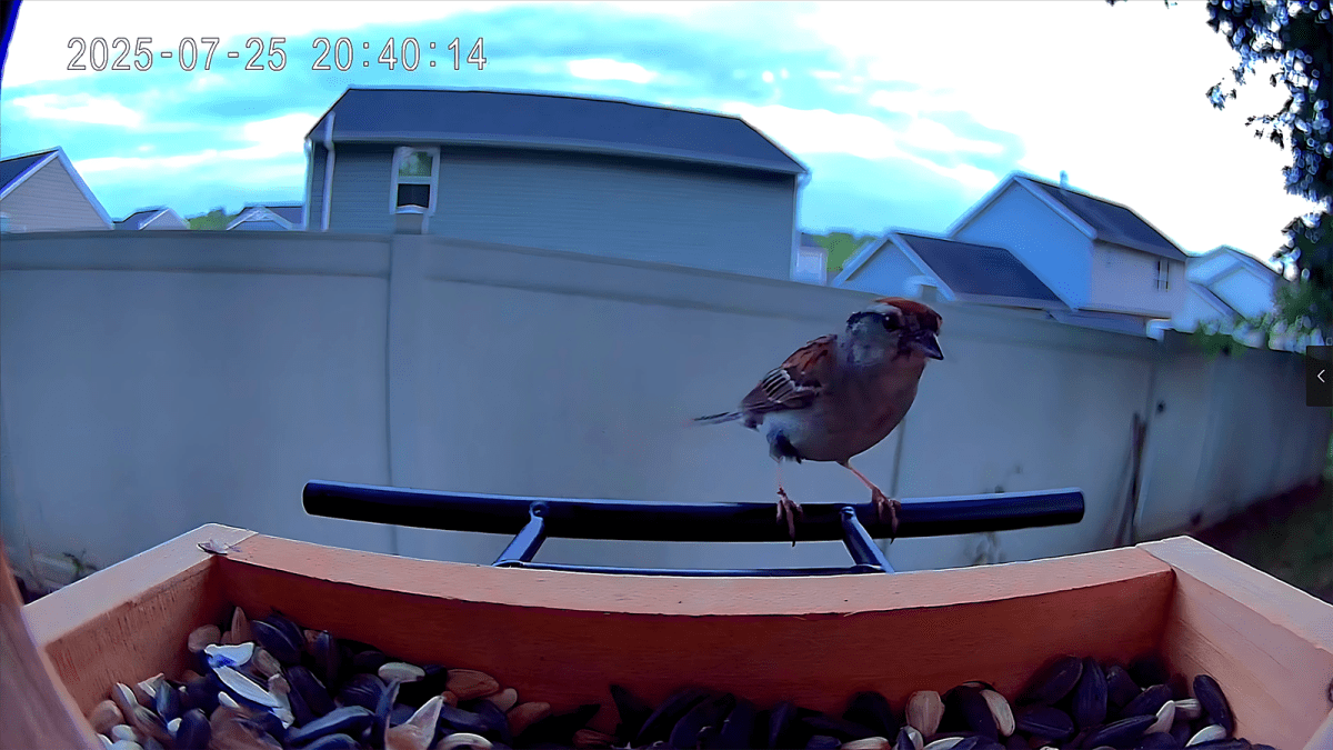 TT Nature Bird Feeder 5
