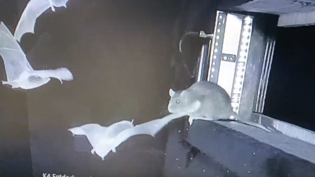 يُظهر مقطع فيديو مرعب الفئران وهي تخطف الخفافيش في الجو، ويشعر العلماء بقلق بالغ