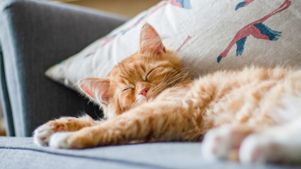 قصة صعود القطط إلى العالمية تزداد تعقيدًا.